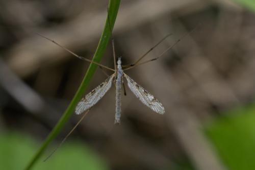 Limnophila pictipennis